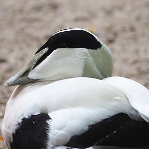 European eider (Somateria mollissima mollissima), 2022-09-15