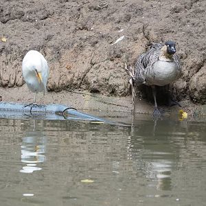 Western cattle egret (Bubulcus ibis) and Nēnē (Branta sandvicensis), 2022-09-15