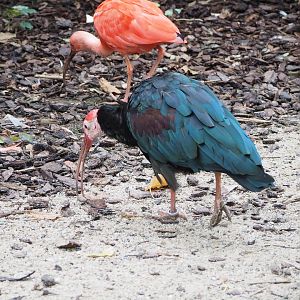 Southern bald ibis (Geronticus calvus) and Scarlet ibis (Eudocimus ruber), 2022-09-15