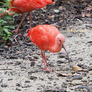 Scarlet ibis (Eudocimus ruber), 2022-09-15