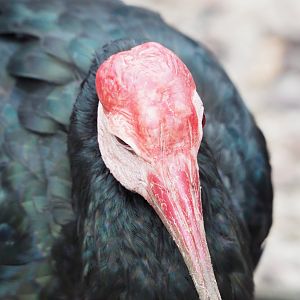 Southern bald ibis (Geronticus calvus), 2022-09-15