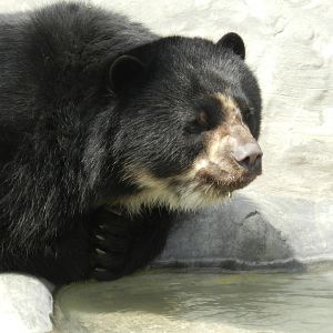 Spectacled bear - Parque Zoológico Huachipa