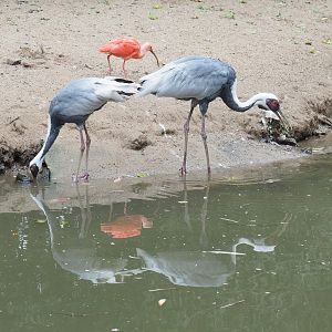 White-naped cranes (Antigone vipio), 2022-09-15
