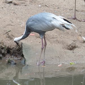 White-naped crane (Antigone vipio), 2022-09-15