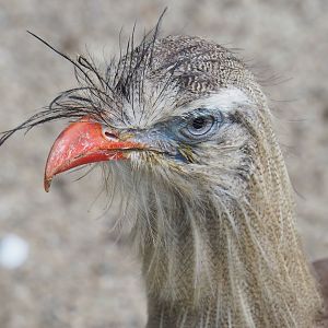 Red-legged seriema (Cariama cristata), 2022-09-15
