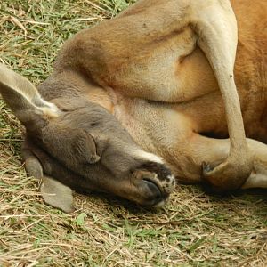 "Jack", the red kangaroo - Parque Zoológico Huachipa