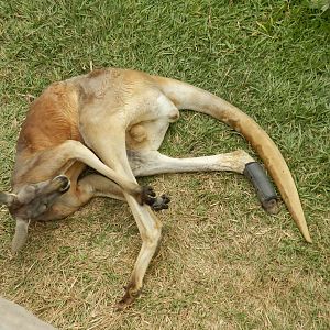 "Jack", the red kangaroo - Parque Zoológico Huachipa
