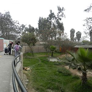 Red kangaroo exhibit - Parque Zoológico Huachipa