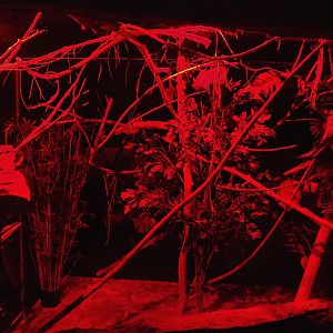 Crypt - First Grey mouse lemur exhibit, 2022-09-15