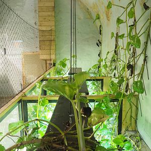 Crypt - Amphibian breeding room - Mountain chicken frog exhibits, 2022-09-15