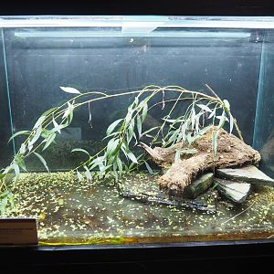 Crypt - Amphibian room - Yellow-bellied toad terrarium, 2022-09-15