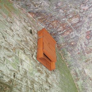 Wild bat box 2022-09-15