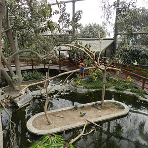 Bosque de las aves - Parque Zoológico Huachipa