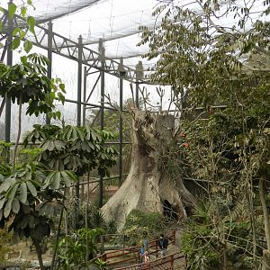 Bosque de las aves - Parque Zoológico Huachipa