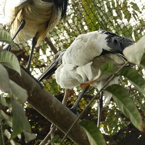 Sacred ibis, bosque de las aves - Parque Zoológico Huachipa
