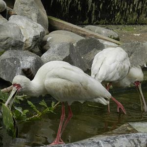 Spoonbill, bosque de las aves - Parque Zoológico Huachipa