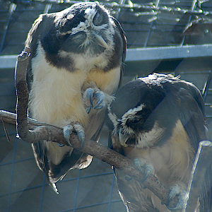 Spectacled Owls - Berlin Zoo 2022
