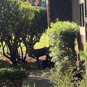 Black-tailed Buck at the front of my house