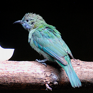 Juvenile Orange-bellied leafbird - Berlin Zoo 2022