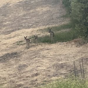 Black tailed Doe and her fawns