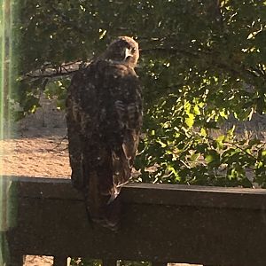 Red tailed Hawk staring at me
