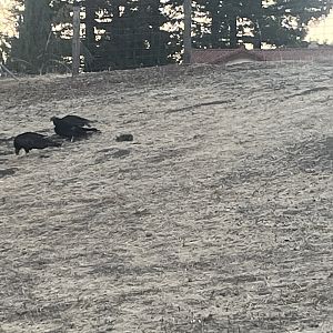 Turkey Vultures eating a squirrel