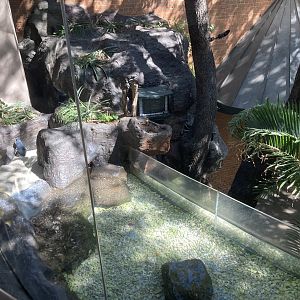 Borneo - Little Blue Penguin Exhibit