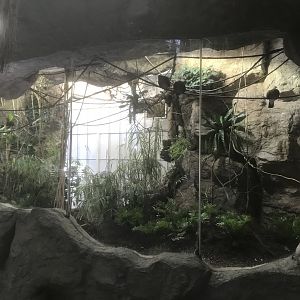 Orinoco Rainforest - Jungle Jewels Aviary