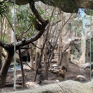 Orinoco Rainforest - Jungle Junction Exhibit