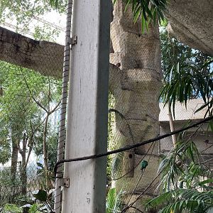 Orinoco Rainforest - Trogon Heights Aviary