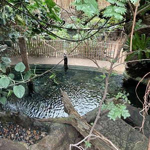 Orinoco Rainforest - Giant Otter Exhibit
