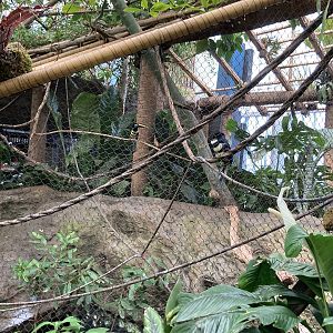 Orinoco Rainforest - Many-Banded Aracari/Emperor Tamarin Exhibit