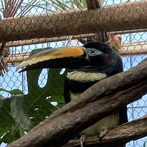 Many-Banded Aracari