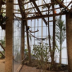 Orinoco Rainforest - Keel-Billed Toucan Exhibit