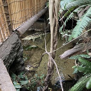 Orinoco Rainforest - Orinoco Crocodile Exhibit