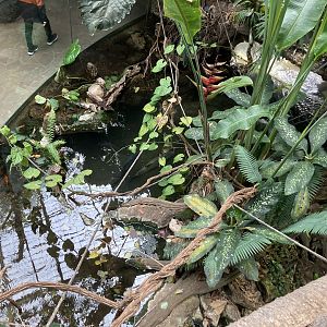 Orinoco Rainforest - Orinoco Crocodile Exhibit