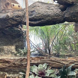 Orinoco Rainforest - Pygmy Marmoset Exhibit