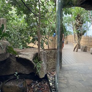 Orinoco Rainforest -  Lek Aviary