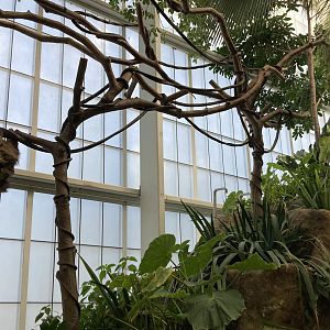 Orinoco Rainforest - Brown Three-Toed Sloth