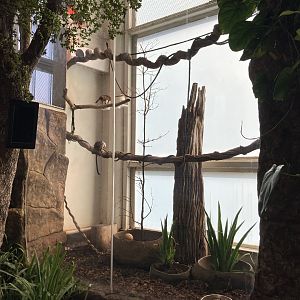 Orinoco Rainforest - Cotton-Topped Tamarin/Black-Breasted Wood Quail