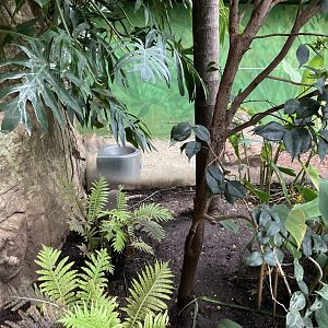 Orinoco Rainforest - Southern Pudu