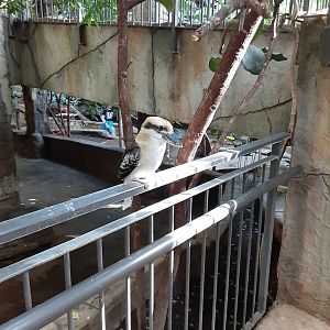 Laughing Kookaburra