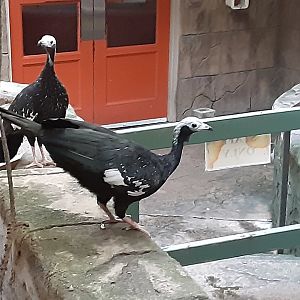 Blue Throated Piping Guans