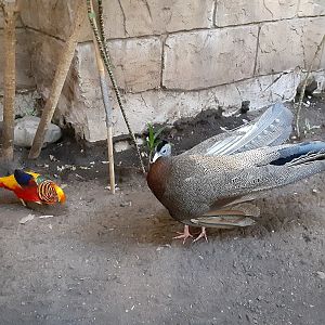Golden Pheasant and Great Argus