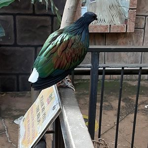 Nicobar Pigeon