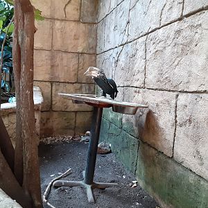 Silvery-cheeked Hornbill