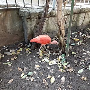 Scarlet Ibis