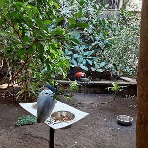 Main Aviary Waterfall