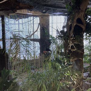 Orinoco Rainforest - Hidden Treasures Aviary