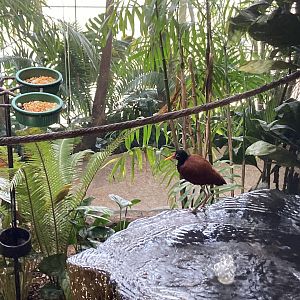 Orinoco Rainforest - Hidden Treasures Aviary